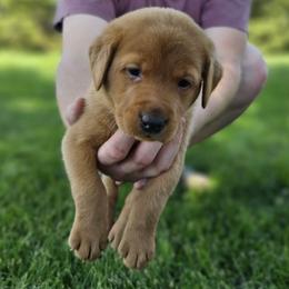 Green Collar - Male - Yellow male Labrador Retriever puppy in Boyd, Minnesota from Lindley Labradors