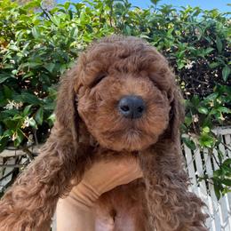 Blue - Red male Labradoodle puppy in Shingle Springs, California from California Double Doodles