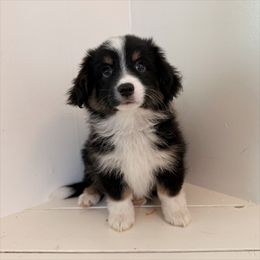 Ted - Black tri male Miniature American Shepherd puppy in Chubbuck, Idaho from Sunny J Corgis and Mini Americans