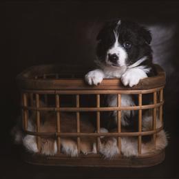 Amy - Black and white female Border Collie puppy in Fresno, California from Alpine Tails