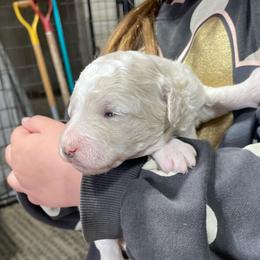 Starla - Cream female Labradoodle puppy in Craig, Nebraska from Top Knot Companions Poodles and Labradoodles