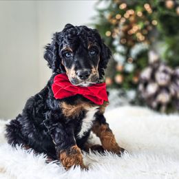 Reed - Phantom male Poodle puppy in Gaylord, Michigan from Dog Mom Co.