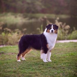 Ren - Australian Shepherd