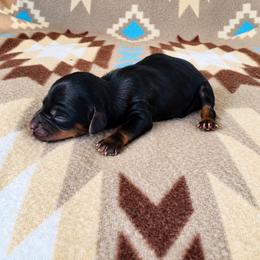 Boy 1 - Black and tan male Dachshund puppy in Oklahoma from Red Oak Long Dogs