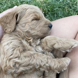 Goldendoodle Puppies from 307 Doodles