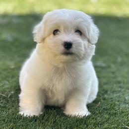 Coton de Tulear puppies from Shiloh Cotons