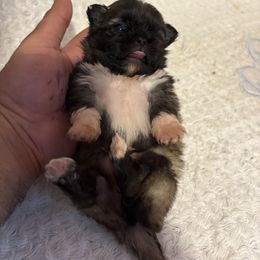 Pekingese and Poodle Puppies from Dogs lovers