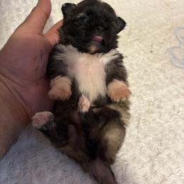Pekingese and Poodle Puppies from Dogs lovers