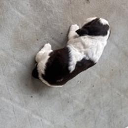 Olivia - Liver and white female English Springer Spaniel puppy in Readstown, Wisconsin from Gunner Spaniel