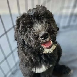 Ivy - Black and white Sheepadoodle puppy in Egg Harbor City, New Jersey from Doodles by Starlight