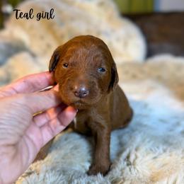 Teal girl - Red  female Goldendoodle puppy in Valdese, North Carolina from Doodling All Day Goldendoodles