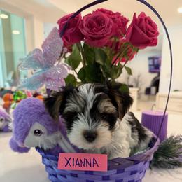 Xianna - Parti female Yorkshire Terrier puppy in Collier County, Florida from Star Catcher Pups