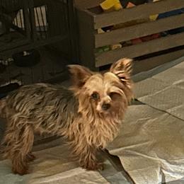 Kelsey - Yorkshire Terrier