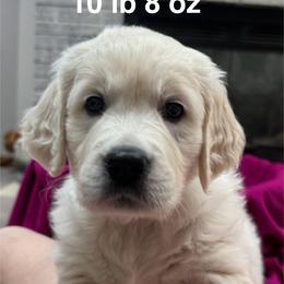 Girl 3 - Light golden female Golden Retriever puppy in Clyde, Michigan from Shady Creek Goldens