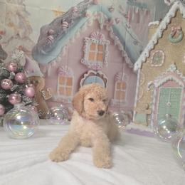 Red boy - Cream male Labradoodle puppy in El Paso, Texas from My Cuddly Doodles