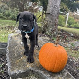 Ghost - Black male Cane Corso puppy in Lititz, Pennsylvania from Lititz Cane Corsos
