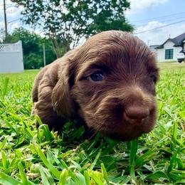 Iris - Chocolate and tan female Dachshund puppy in Mabank, Texas from Lovin’ Li’s Furry Sausages