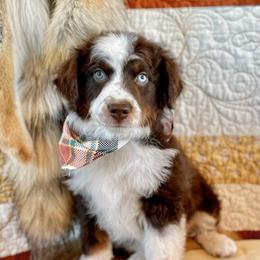 Captain Hook - male Australian Mountain Doodle puppy in Randolph, Utah from Dry Canyon Pups