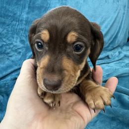 Huey - Chocolate and tan male Dachshund puppy in Memphis, Tennessee from River City Doxies