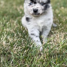 Stone - Merle male Pomsky puppy in Kingston, Michigan from Browns Pomskys
