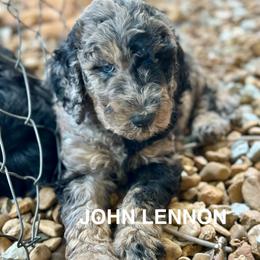 John Lennon - Merle male Goldendoodle puppy in Jonesboro, Arkansas from N. E. Arkansas Goldens and Doodles/ Southern Brewed Goldens
