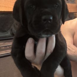 Cane Corso Puppies from Protectors in the Palms