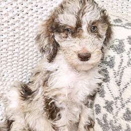 Cardigan - Merle Goldendoodle puppy in Lititz, Pennsylvania from Heyday Doodles