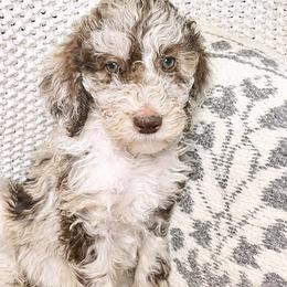 Cardigan - Merle Goldendoodle puppy in Lititz, Pennsylvania from Heyday Doodles