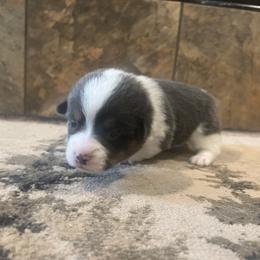 Boy 1 - Blue male Pembroke Welsh Corgi puppy in Ocala, Florida from Dolan Farms Corgis