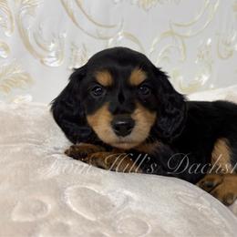Boy - Black and tan male Dachshund puppy in Jonesboro, Illinois from Twin Hills Dachshunds