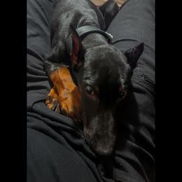 Doberman Pinscher Puppies from JODY'S DOBiES