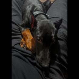 Doberman Pinscher Puppies from JODY'S DOBiES