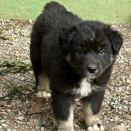 Black Tri Male 2 Brown eyes- 1200 - Black & white male Australian Shepherd puppy in Morristown, Tennessee from Lakeway Farms