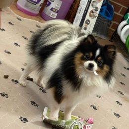 Darla - Pomeranian