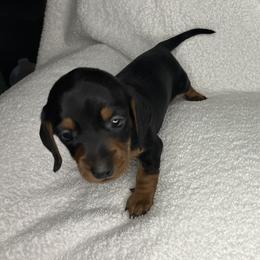 Buttons - Black and tan male Dachshund puppy in Mocksville, North Carolina from The Dachs of Hazzard Dachshunds