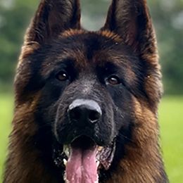 Ari - German Shepherd