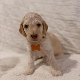 Peppermint - Cream female Goldendoodle puppy in Howard City, Michigan from Doodles and Chaos