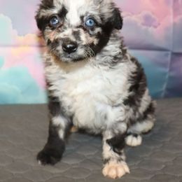 Deviled - Miniature American Shepherd puppy from Atomic Minis