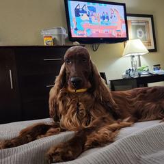 Irish Setter puppies from Shakarri Irish Setters