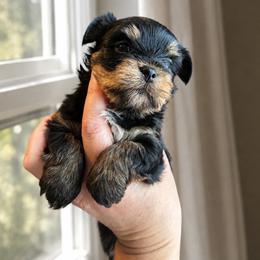 Cabo - Black and tan male Yorkshire Terrier puppy in Phil Campbell, Alabama from MagnoliaYorkies