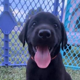 Blackbird, orange collar - Black male Labrador Retriever puppy in Longmont, Colorado from Cornwell Labradors