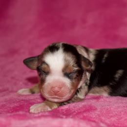 Shania Twain - Blue merle female Miniature Australian Shepherd puppy in Godley, Texas from Bradley Kennels