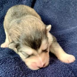 Chickie - Gray and white male Alaskan Malamute puppy in Palmyra, Michigan from Illusion Kennel