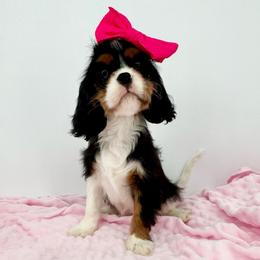 NEBL3 Heart Gene Carrier Tattoo - Tri-color female Cavalier King Charles Spaniel puppy in Louisville, Kentucky from Ali-Mae Cavaliers