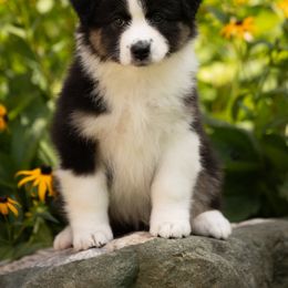 Boy 3 - Black tri-color male Australian Shepherd puppy in Mattawan, Michigan from EarlyUp Australian Shepherds