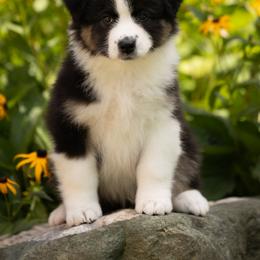 Boy 3 - Black tri-color male Australian Shepherd puppy in Mattawan, Michigan from EarlyUp Australian Shepherds