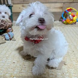 AKC red collar - White female Miniature Schnauzer puppy in Greencastle, Indiana from Tiny Tushy Lodge