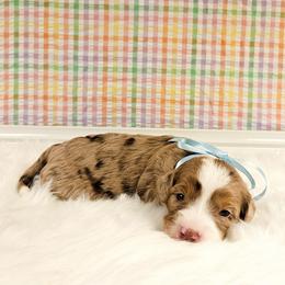 Tulip - Chocolate merle female Bernedoodle puppy in Russell Springs, Kentucky from 270 Doodles