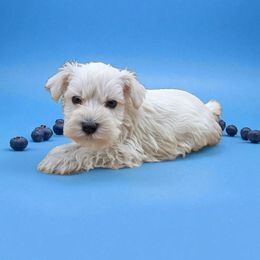Blueberry - White male Miniature Schnauzer puppy in Houston, Texas from Haughton Farm