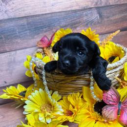 Yukio - Black and tan male Yorkshire Terrier puppy in Tulsa, Oklahoma from Conns Cuddly Canines